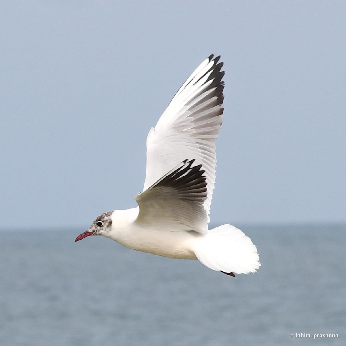 Larus ridibundus Linnaeus, 1766